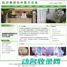狮猫,临清狮子猫,山东狮猫
